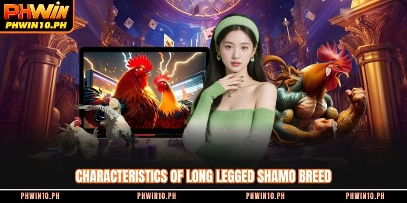 Characteristics of long legged Shamo breed