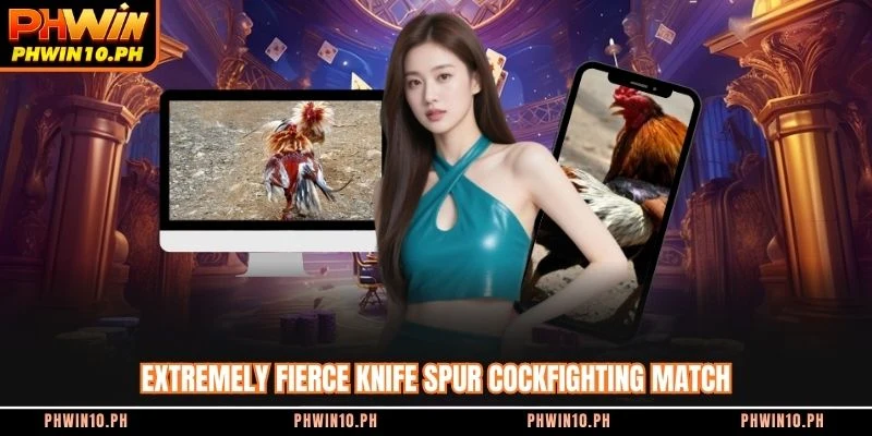 Extremely fierce knife spur cockfighting match